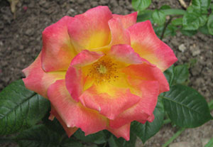 Rose Bloom