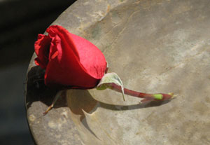 Rose bud on bird bath.