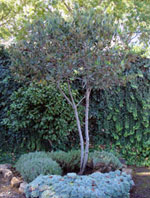 Japanese Maple
