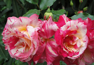 Candy Can Floribunda