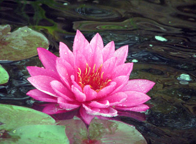 waterlilly