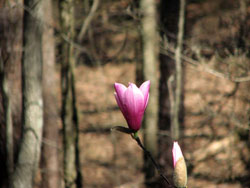 spring bloom