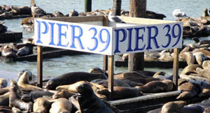sea lions